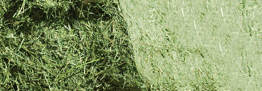 Picture Idea: Velman Feed